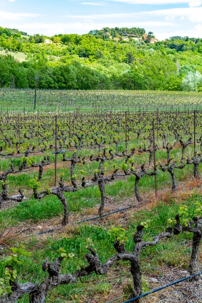 Producción Rosa Vino Tinto Blanco Provenza Sur Francia Paisaje Con — Foto de Stock