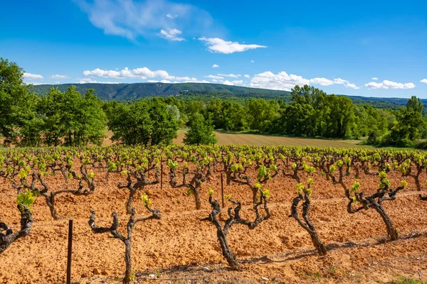 Produção Vinho Rosa Tinto Branco Luberon Provence Sul França Paisagem — Fotografia de Stock