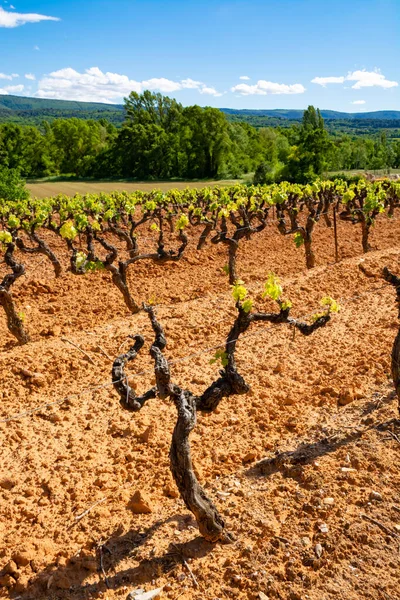 Producción Rosa Vino Tinto Blanco Luberon Provenza Sur Francia Paisaje — Foto de Stock