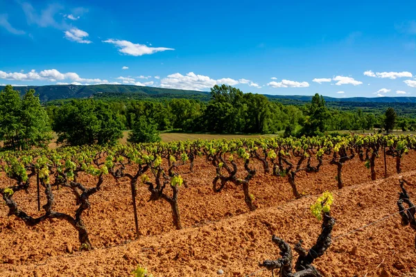 Production of rose, red and white wine in Luberon, Provence, South of France, landscape with vineyard on ochre soil in early summer