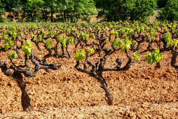 Produktion Rosé Rött Och Vitt Vin Luberon Provence Södra Frankrike — Stockfoto