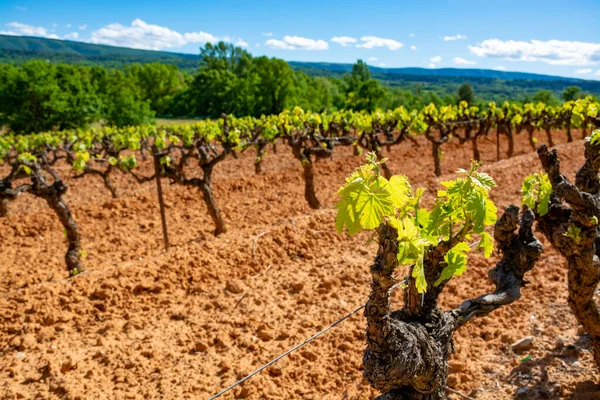 Productie Van Roos Rode Witte Wijn Luberon Provence Zuid Frankrijk — Stockfoto