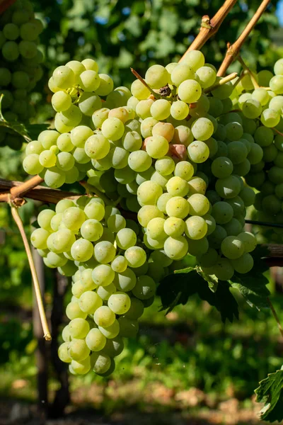 Wijngaard Met Groeiende Witte Wijndruiven Riesling Chardonnay Druiven Zomer — Stockfoto