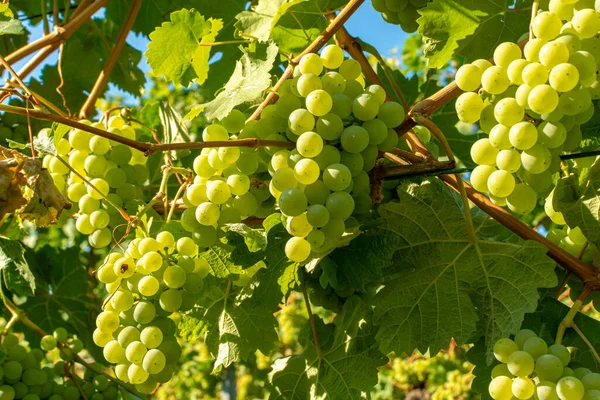 Vinice Rostoucí Bílé Vinné Hrozny Rýhování Nebo Chardonnay Hrozny Létě — Stock fotografie