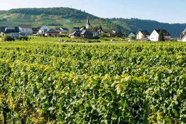 Landschaft Mit Berühmten Grünen Terrassenweinbergen Moseltal Produktion Von Qualitätsweiß Und — Stockfoto