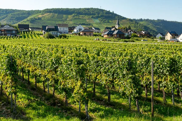 Landschap Met Beroemde Groene Terrassen Wijngaarden Moezel Vallei Duitsland Productie — Stockfoto