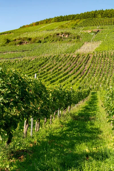 Landschap Met Beroemde Groene Terrassen Wijngaarden Moezel Vallei Duitsland Productie — Stockfoto