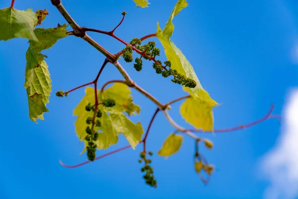 One young grape vine with small green grapes on blue sky background — Stock Image One Young Grape Vine Small Green Grapes Blue Sky Background Royalty Free Stock Images