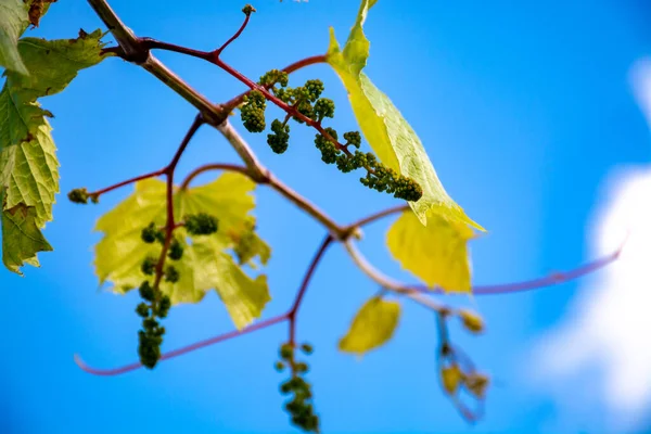 One young grape vine with small green grapes on blue sky background — Stock Image One Young Grape Vine Small Green Grapes Blue Sky Background Royalty Free Stock Photos