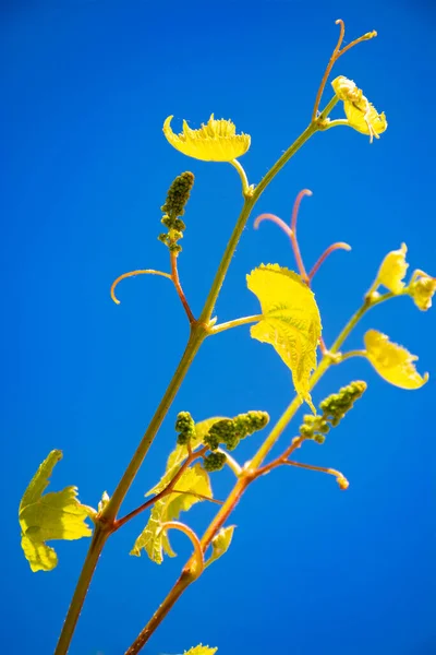 One young grape vine with small green grapes on blue sky background — Stock Image One Young Grape Vine Small Green Grapes Blue Sky Background Stock Picture