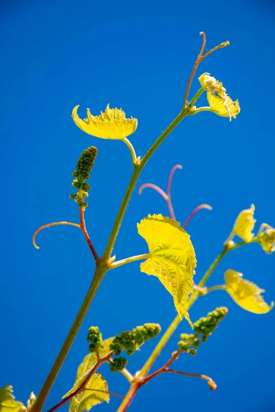 One young grape vine with small green grapes on blue sky background — Stock Image One Young Grape Vine Small Green Grapes Blue Sky Background Royalty Free Stock Photos