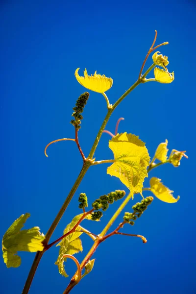 One young grape vine with small green grapes on blue sky background — Stock Image One Young Grape Vine Small Green Grapes Blue Sky Background Stock Image