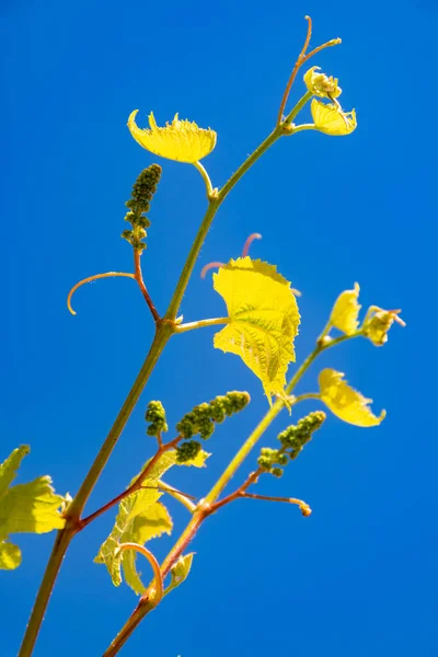 One young grape vine with small green grapes on blue sky background — Stock Image One Young Grape Vine Small Green Grapes Blue Sky Background Stock Picture