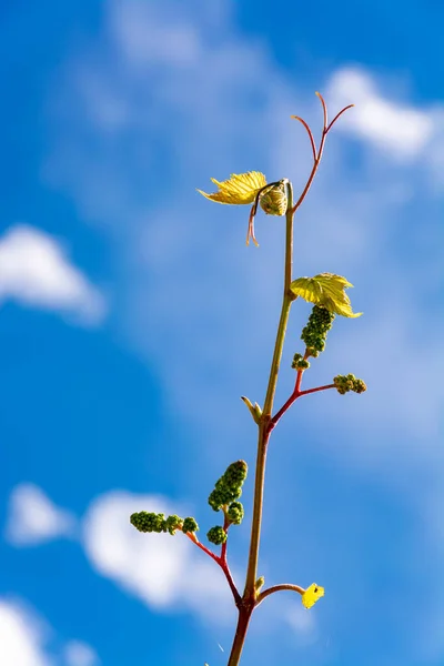 One young grape vine with small green grapes on blue sky background — Stock Image One Young Grape Vine Small Green Grapes Blue Sky Background Stock Photo