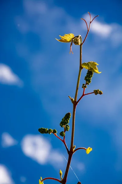 One young grape vine with small green grapes on blue sky background — Stock Image One Young Grape Vine Small Green Grapes Blue Sky Background Royalty Free Stock Images