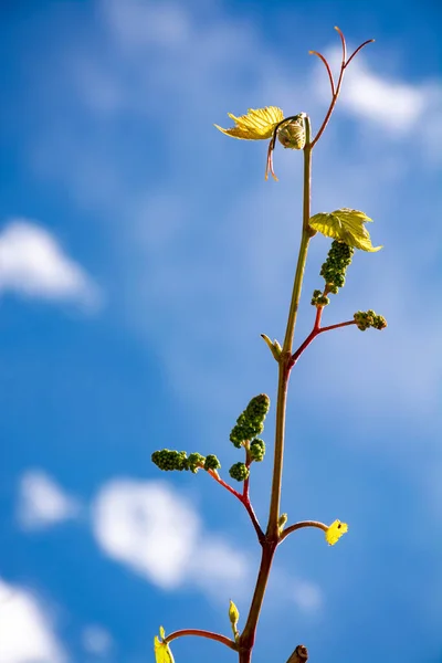 One young grape vine with small green grapes on blue sky background — Stock Image One Young Grape Vine Small Green Grapes Blue Sky Background Stock Photo