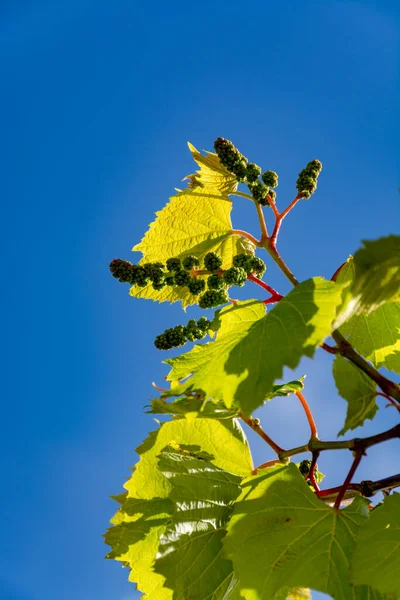 One young grape vine with small green grapes on blue sky background — Stock Image One Young Grape Vine Small Green Grapes Blue Sky Background Stock Photo