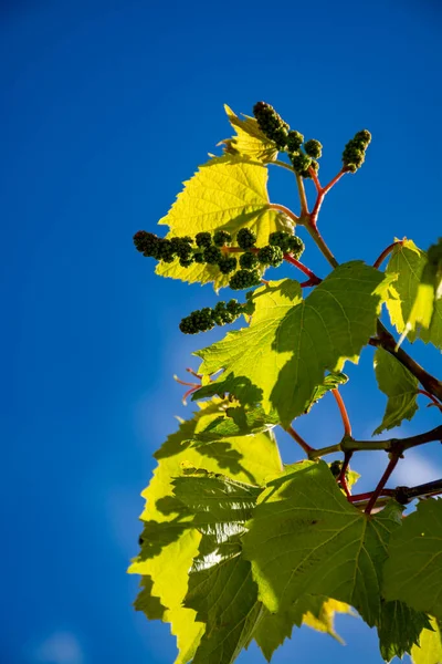One young grape vine with small green grapes on blue sky background — Stock Image One Young Grape Vine Small Green Grapes Blue Sky Background Stock Picture