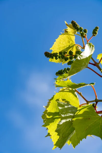 One young grape vine with small green grapes on blue sky background — Stock Image One Young Grape Vine Small Green Grapes Blue Sky Background Stock Image