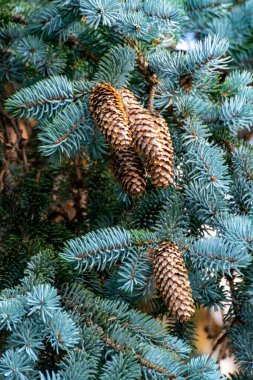 Uzun külahlı mavi ladin ağacı, doğal Noel arkaplanı