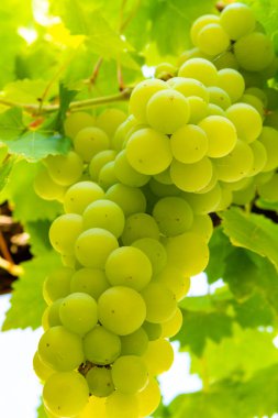 Yazın üzüm bağları, üzüm bağları, üzüm bağları, üzüm bağları büyür.