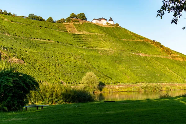 Krajina Známými Zelenými Terasovitými Vinicemi Údolí Řeky Mosel Německo Výroba — Stock fotografie