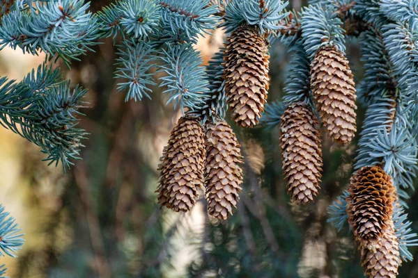 Épinette Bleue Avec Longs Cônes Fond Noël Nature — Photo