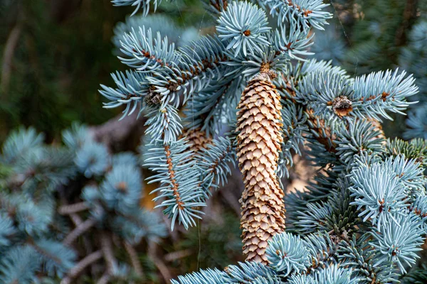 長い円錐形の青いトウヒの木 自然クリスマスの背景 — ストック写真