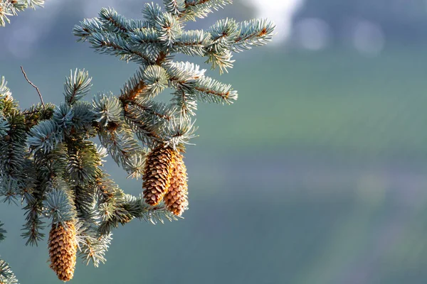 Abete Rosso Blu Con Coni Lunghi Natura Sfondo Natale — Foto Stock