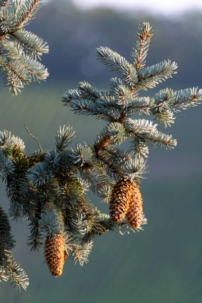 長い円錐形の青いトウヒの木 自然クリスマスの背景 — ストック写真