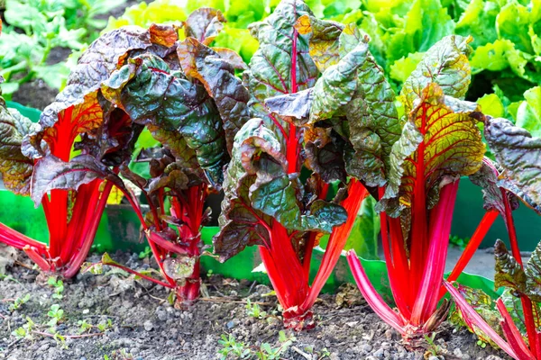 Zuurblad Culinair Plantaardige Rode Rabarber Groeit Tuin — Stockfoto