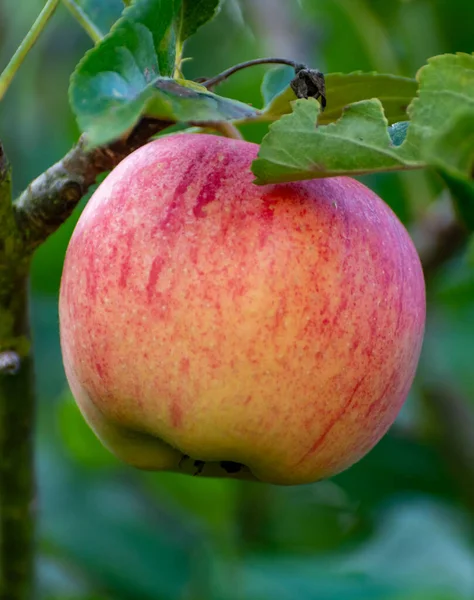 Οικολογικό Αγρόκτημα Βιολογικό Οπωρώνα Βιολογικά Μήλα Ωρίμανσης Μηλιά Κοντά — Φωτογραφία Αρχείου