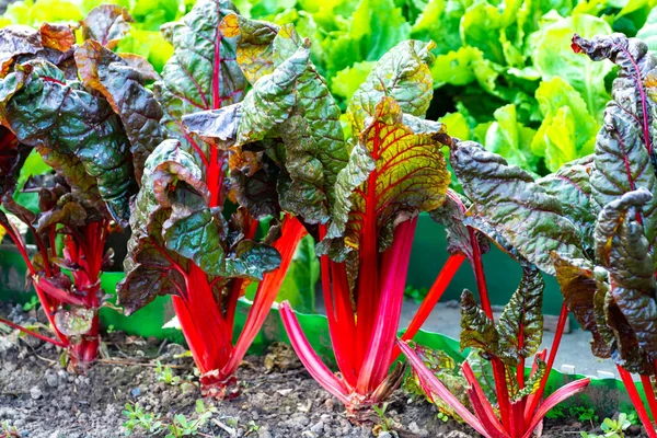 Saure Blätter Kulinarik Gemüse Roter Rhabarber Wächst Garten — Stockfoto