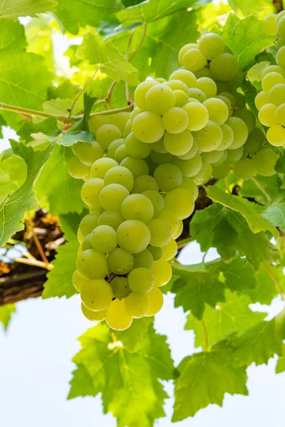 Vigneto Con Uve Vino Bianco Riesling Chardonnay Estate — Foto Stock