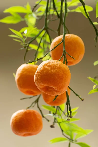 近くの木にぶら下がっている熟したオレンジみかんの柑橘類 — ストック写真