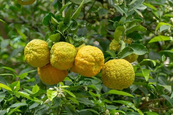 Agrumi Bergamotto Arancione Acido Che Maturano Vicino — Foto Stock