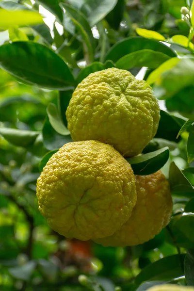 Cítricos Bergamota Amarga Naranja Rasgándote Cerca — Foto de Stock