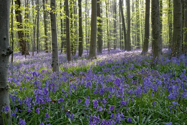 Tappeto Stagionale Viola Blu Campanule Fiorite Giacinti Selvatici Nella Foresta — Foto Stock