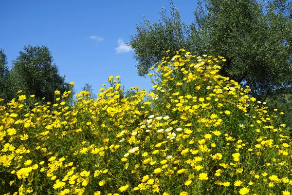 Primavera Fundo Floral Colorido Prado Com Flores Amarelas Florescentes Oliveiras — Fotografia de Stock