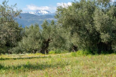 Bahar mevsiminde zeytin ağaçlarıyla dolu kır manzarası. Renkli kır çiçekleri.