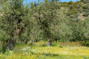 Bahar mevsiminde zeytin ağaçlarıyla dolu kır manzarası. Renkli kır çiçekleri.
