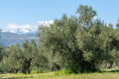 Bahar mevsiminde zeytin ağaçlarıyla dolu kır manzarası. Renkli kır çiçekleri.