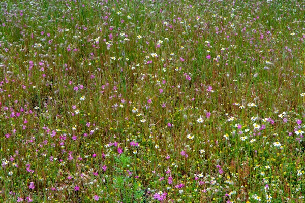 Floraler Hintergrund Mit Sommerlichen Wildblumen Auf Der Wiese Oder Park — Stockfoto