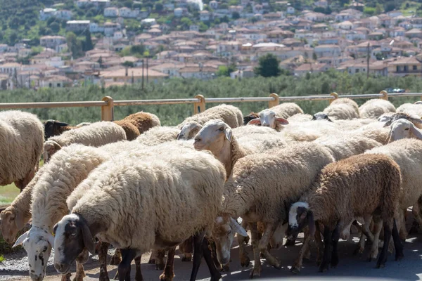 Driving car on roads of Peloponnese, flock of sheeps cross road in Greece, vacation and tourist destination