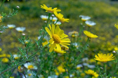 Bahar rengarenk çiçekli arka plan, çiçek açan sarı papatya çiçekli çayır.