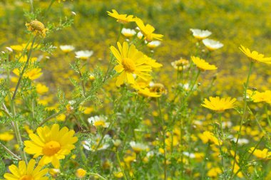 Bahar rengarenk çiçekli arka plan, çiçek açan sarı papatya çiçekli çayır.