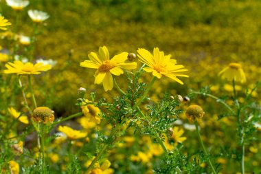 Bahar rengarenk çiçekli arka plan, çiçek açan sarı papatya çiçekli çayır.