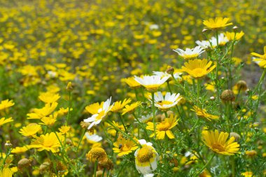 Bahar rengarenk çiçekli arka plan, çiçek açan sarı papatya çiçekli çayır.