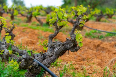 Bahar mevsiminde üzüm bağlarında sıralanmış şarap üzümleri ve taze yeşil filizler, Yunanistan 'da şarap üretimi