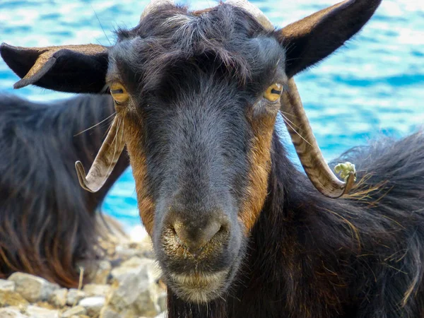 Kri Kri Wild Cretan Goat Close Крит Греция — стоковое фото